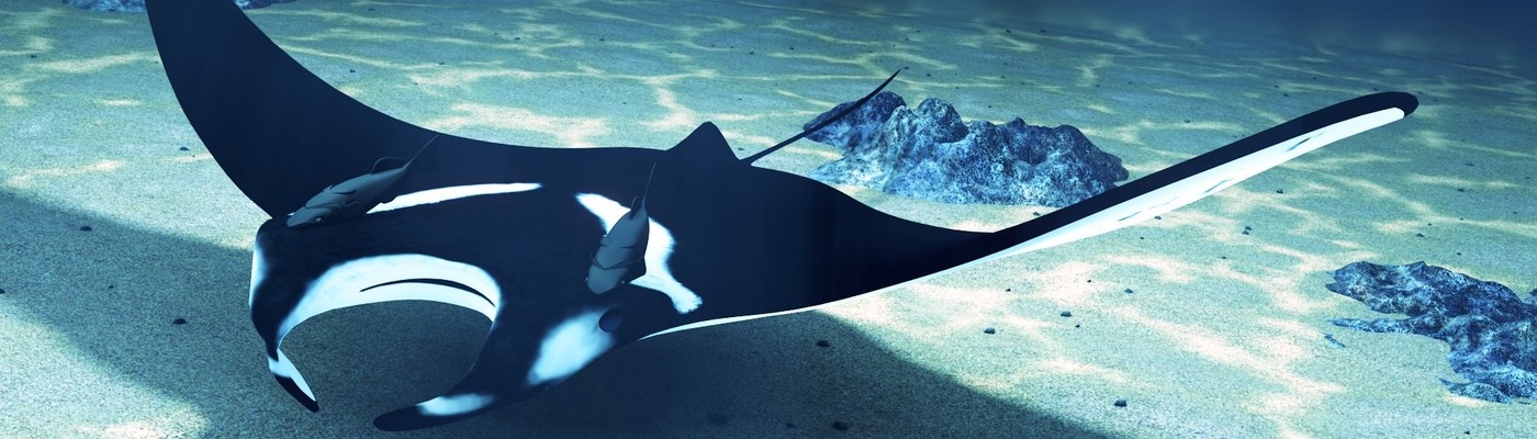 Manta.jpg